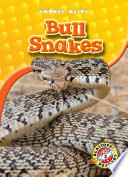Bull_snakes
